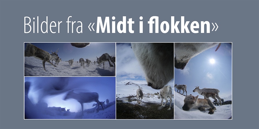 Salg av bilder fra boka "Midt i flokken"